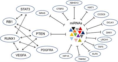 Competing Endogenous RNA Networks in Glioma